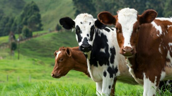 cow, farm, milk