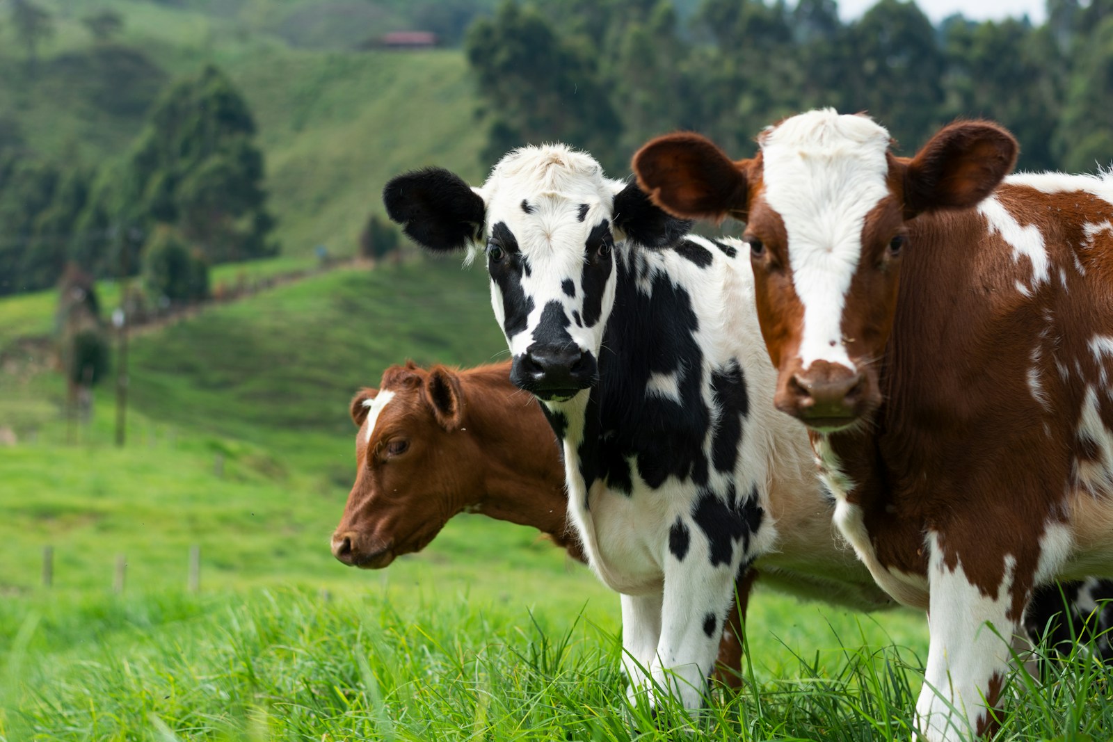 cow, farm, milk